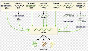 Goalfinder virus animated easy science technology. Baltimore Classification Virus Classification Virology Infection Influenzavirus B Angle Text Png Pngegg