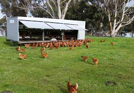 In actuality, some of these birds are really mistreated. Free Range And Pastured Eggs Flavourcrusader