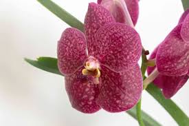 Check spelling or type a new query. Vanda Orchid Indoor Plant Care Growing Guid