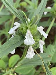 Image result for Leucas