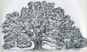 Draw An Oak Tree Oak Tree Drawings Tree Drawing Oak Tree Tattoo