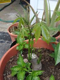 pin on gardening with flowers