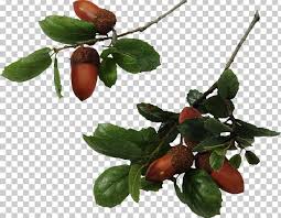 The mighty, majestic oak tree has, throughout the centuries, been the subject of story, song and proverb. Quercus Hemisphaerica Quercus Laurifolia Southern Live Oak Tree Acorn Png Clipart Acorn Branch Cherry Food Fruit