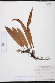 Image result for Pleopeltis macrocarpa