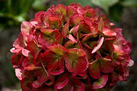 Image result for Hydrangea macrophylla