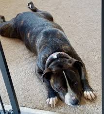We did not find results for: Pitbull Puppies For Adoption In Indiana Bmo Show