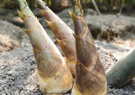 I got a massive bamboo shoot from my neighbour! åˆå¤ç»¿å®çŸ³ ç»¿ç«¹ç¬‹ è¿˜æœ‰åˆ†ç­‰çº§ è¾¾äººæ•™ä½ è¿™æ ·æŒ' èœè°±é£Ÿè°±ä¾¦æŽ¢