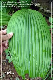 Image result for Molineria