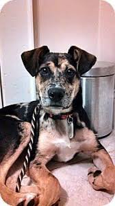 Petco dog training in mooresville, nc. 17 We Love Pet Rescue Ideas Love Pet Animal Rescue Pets