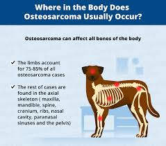 Such as their bones, kidneys. Bone Cancer Osteosarcoma In Dogs Canna Pet