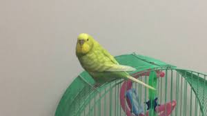 Disi Muhabbet Kusu Ve Sesi How To Make A Budgie Talk Youtube