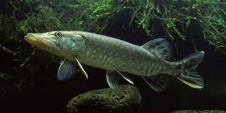 Angeln Hecht Fish Pet Animals Pets