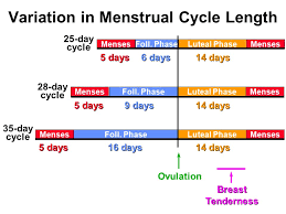 8 myths about periods fact vs fiction the ladies room