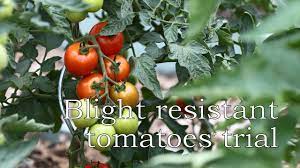 How Resistant Are Blight Resistant Tomatoes Youtube