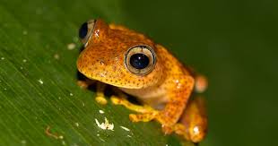 The not really fire-red frog - MadaMagazine