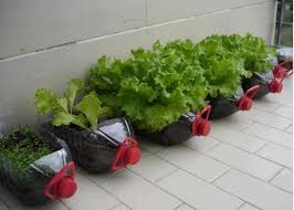 Kitchen and potager gardens offer a sense of satisfaction & reward for job well done. How To Grow Vegetables In Your Apartment Airtasker Blog