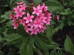 Image result for Pentas schumanniana