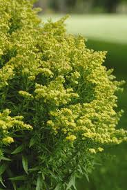 Image result for Solidago