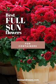 Calliandra basically, a small tree that is famous for its puffy flowers that attract wildlife, you can also grow calliandra in a large pot, especially in the colder zones, below 9 to overwinter it indoors. Best Full Sun Flowers For Containers Bees And Roses