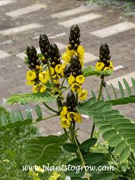 Image result for Senna didymobotrya