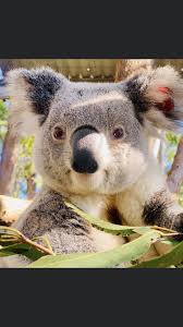 Pin By Leigh Ann Tessier On Koala In 2020 Koala Koala Bear Baby Koala
