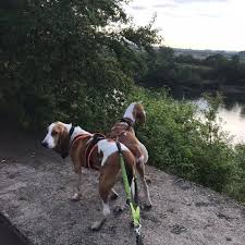 Image result for lucernský honič