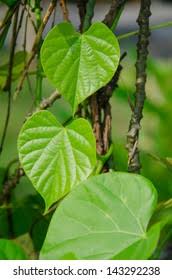 Image result for Tinospora