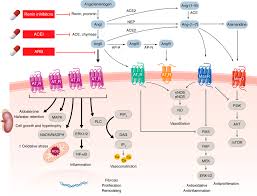 Image result for Aldosterone