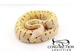 Pastel Pinstripe Scaleless Morph List World Of Ball Pythons Scaleless Ball Python Ball Python Cute Reptiles