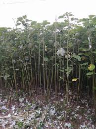 Image result for Boehmeria nivea