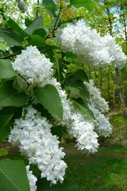 Visualizza altre idee su fiori bianchi, fiori, bellissimi fiori. Good Evening Ladies My Lilacs Are Out In Full Bloom This Week And Smell So Wonderful So Tonight I D Like To Arbusti Da Fiore Fiori Bianchi Giardino Di Fiori