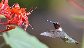 We did not find results for: Feed Hummingbirds With Homegrown Flowers Hobby Farms