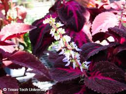 Image result for Coleus sylvestris
