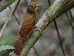 Image result for Hyparrhenia rudis