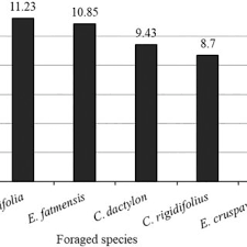 Image result for Eriochloa fatmensis