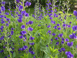 Image result for Indigofera kuntzei