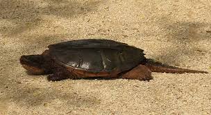 Saltwater crocodiles can live more than 70 years. How Long Do Common Snapping Turtles Live Turtleowner Com