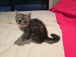 We did not find results for: My Friends 10 Week Old Kitten Imgur