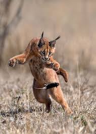 The international species information service lists 169 known caracals in zoos worldwide, 52 caracals in u.s. 110 Karakal Ideen Karakal Wilde Katzen Katzen
