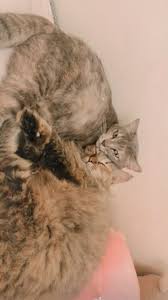 Gambar, wallpaper, foto, unik, kucing, lucu, yang, menggemaskan, name : Pin Oleh Mlkylattes Di T U M B L R Kucing
