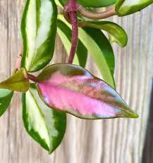 We did not find results for: Hoya Krimson Princess Majestic Care Tips
