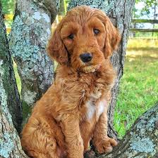 Proudly serving grand rapids & greater west michigan! Ramendoodles Labradoodle Goldendoodle Puppies Home Facebook