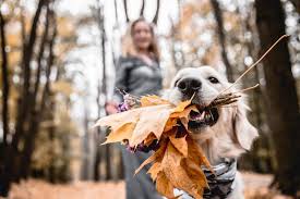 Pamper your pets with grooming services offered by pet supplies plus. Putting My Dog Down At Home In High Wycombe Cloud 9 Vets