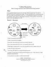 Which of the following occurs in both photosynthesis and respiration? Cellular Respiration Worksheet Cellular Respiration How Is Energy Transferred And Transformed In Living Systems Vhy Living Organisms Display The Course Hero