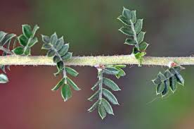 Image result for Ormocarpum trichocarpum