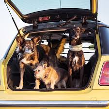 Bild Konnte Enthalten Hund Und Auto Regram Via Bslmnf4hw B Photo Instagram Instagram Photo