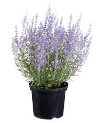 Image result for perovskia atriplicifolia 'little spire'