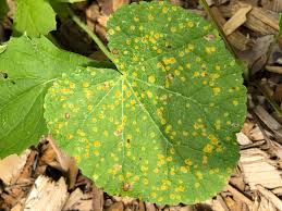 I just bought some hollyhock seeds last week. Jolly Hollyhock Rust Purdue Landscape Report