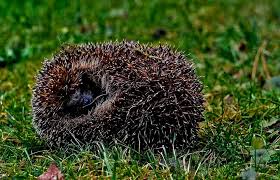 Denkt An Die Laubhaufen Fur Igel Sagte Dieser In Meinem Garten Es Durfen Naturlich Auch Igelhauschen Sein Ich Hab Drei Im Garten V Laub Igelhaus Winter