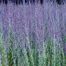 Find help & information on perovskia 'blue spire' perovskia 'blue spire' from the rhs. Perovskia Blue Spire Flower Plant From Mr Fothergills Seeds And Plants